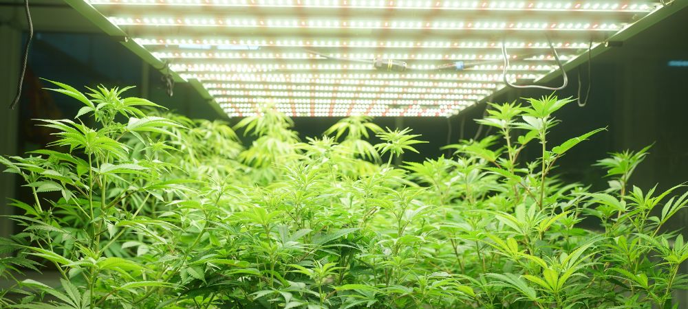 Cómo eliminar el olor del cultivo de cannabis