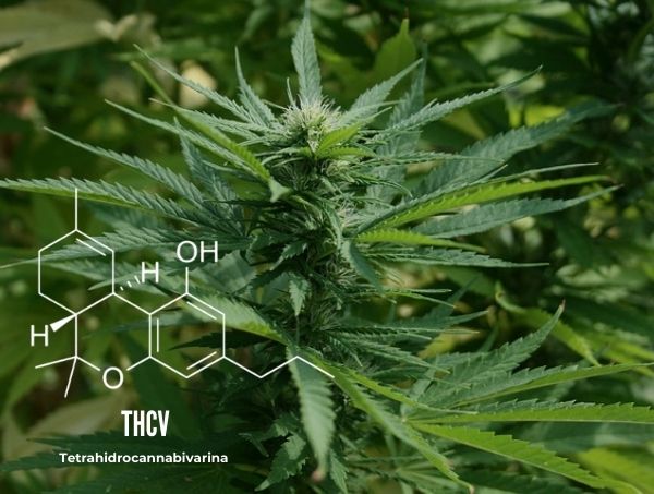 What is THCV? What are its benefits? thcv