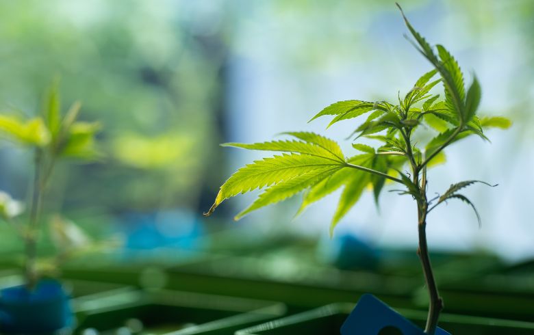 Noticias Cannábicas