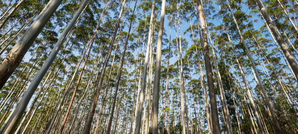 ¿Qué es el cineol o eucaliptol? eucalyptol