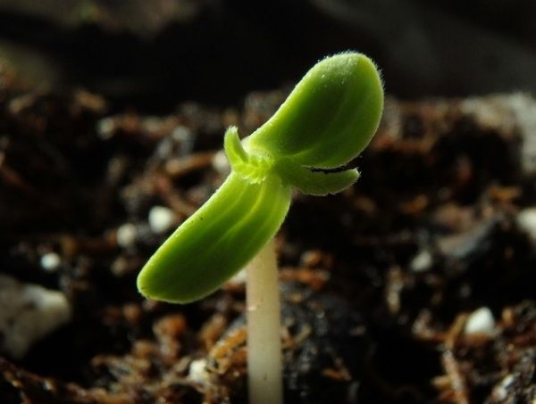 germinacion de una semilla