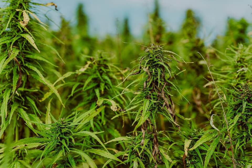 dry farming marihuana