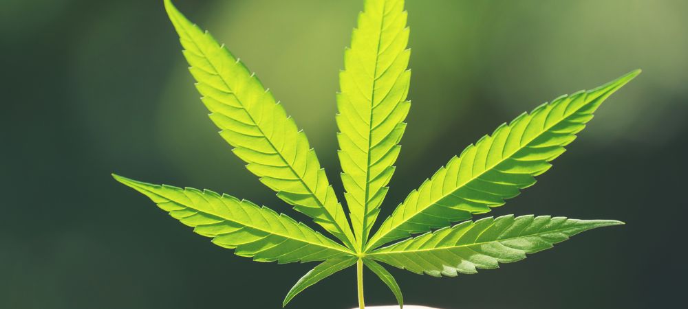 Hoja de cannabis