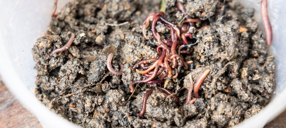 Humus de lombriz en mano Húmus de minhoca