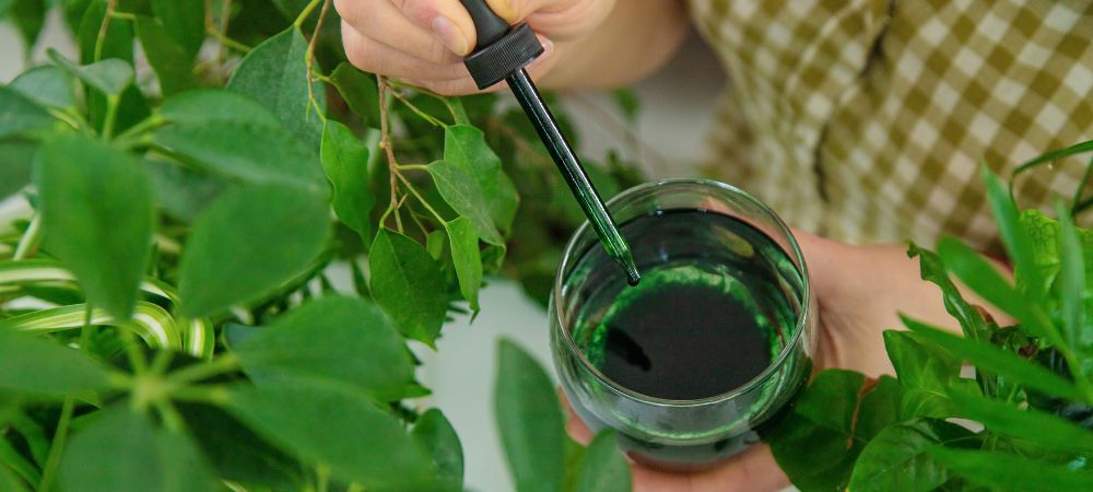 Jugo de clorofila para qué sirve