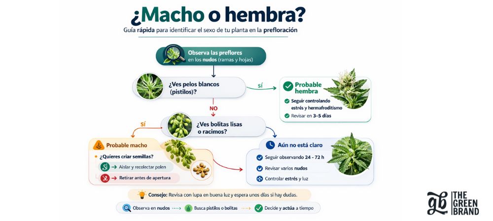 Infografía para identificar si una planta de cannabis es macho o hembra observando preflores, pistilos blancos y sacos de polen en los nudos.
