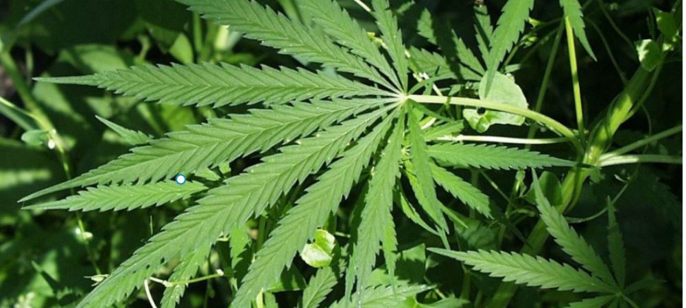 hoja de variedad afrutada