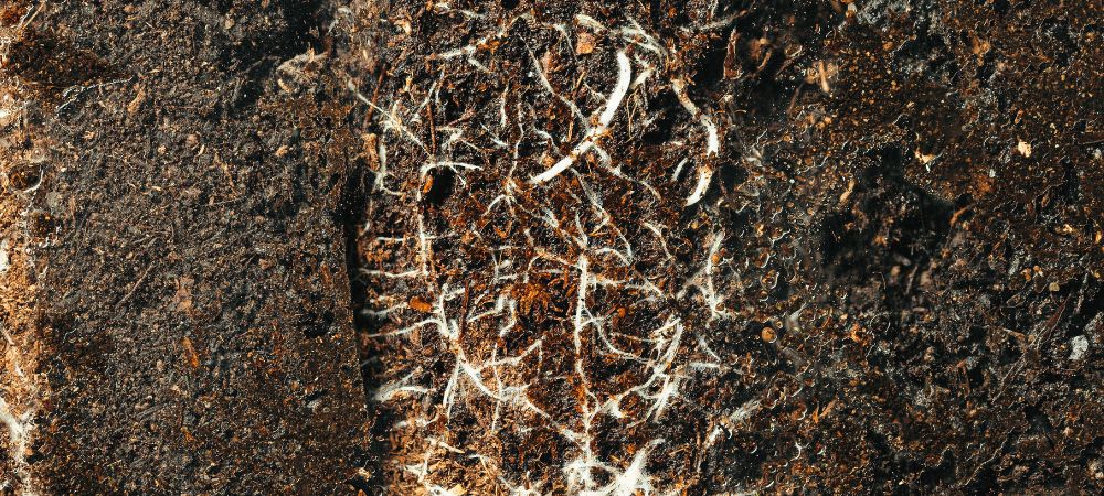 Oxigenación de plantas