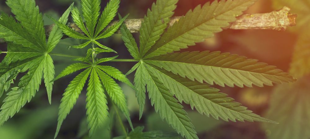 Papel de las hojas de marihuana