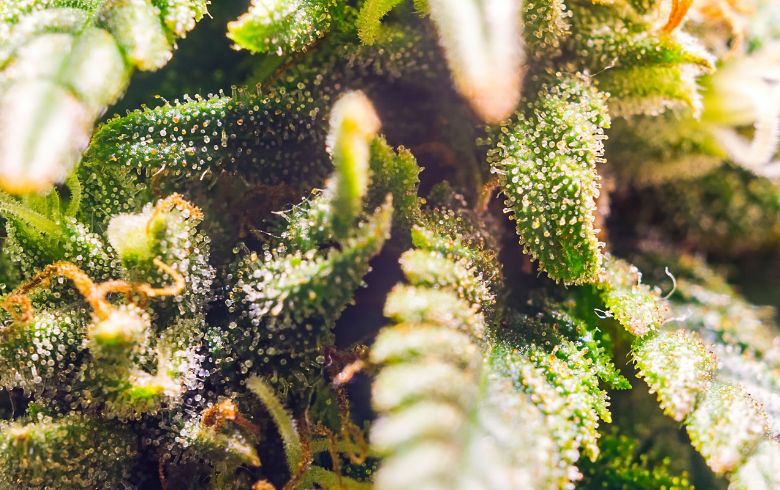 Guías de cultivo