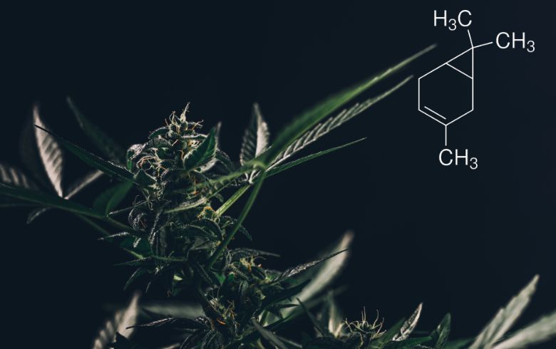 Noticias Cannábicas