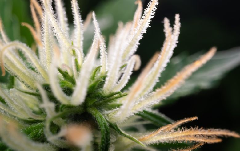 Noticias Cannábicas