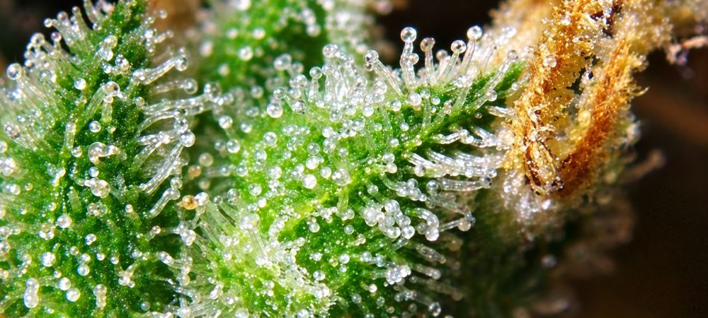 terpenos devariedades afrutadas de cannabis vistos de cerca
