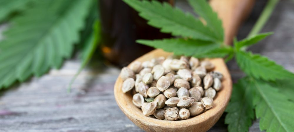 semillas de marihuana