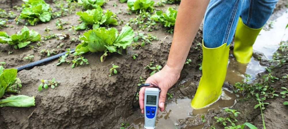 Temperatura de riego indoor cultivo marihuana