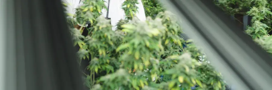 Ventilador para cultivo interior: cómo elegirlo y dónde colocarlo correctamente