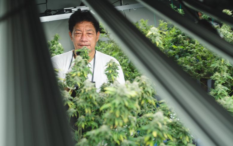 Ventiladores cultivo marihuana