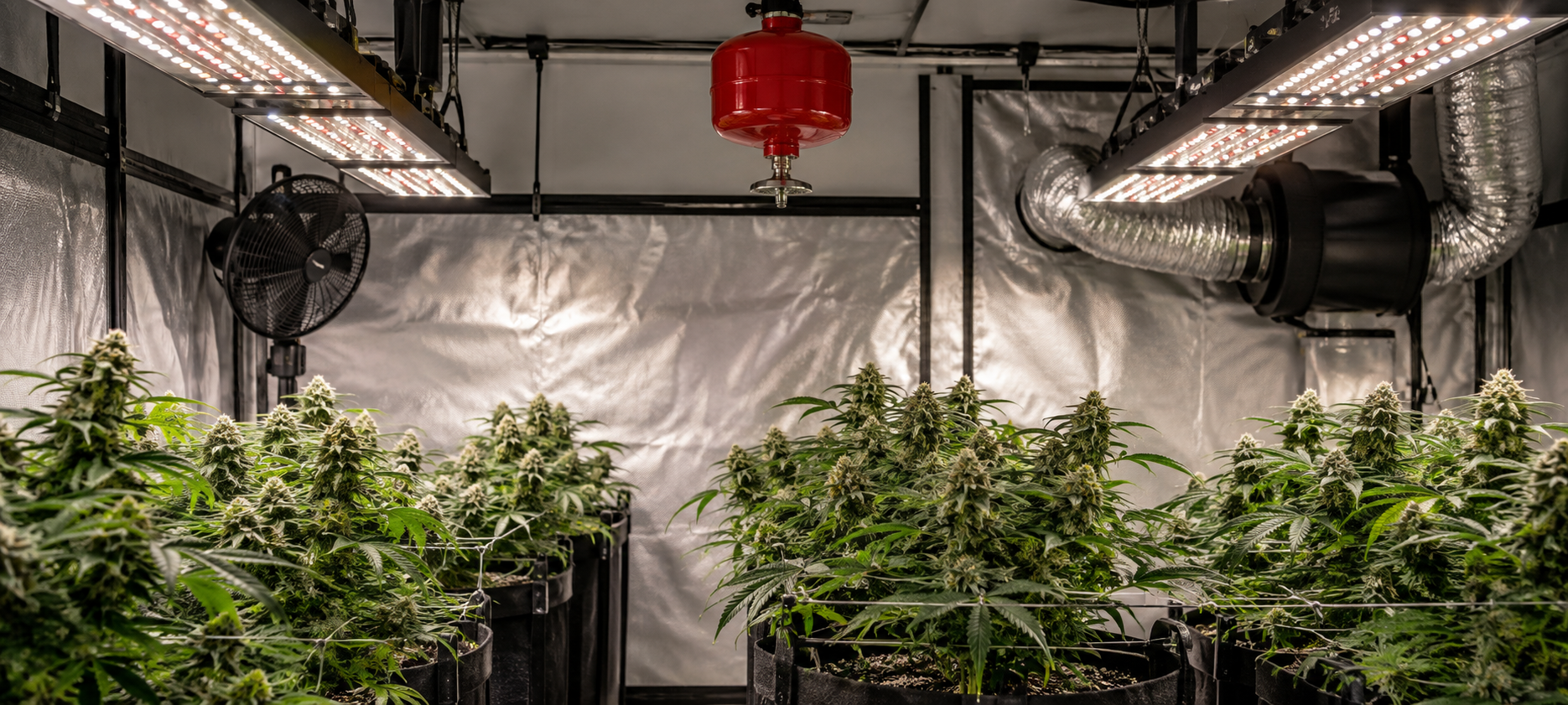 Extintores automáticos para cultivos de marihuana Extintores automáticos para cultivos de marihuana