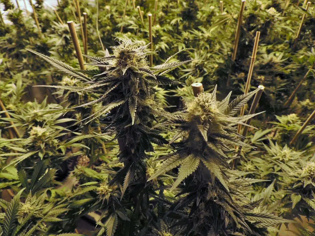 lower humidity grow tent cannabis