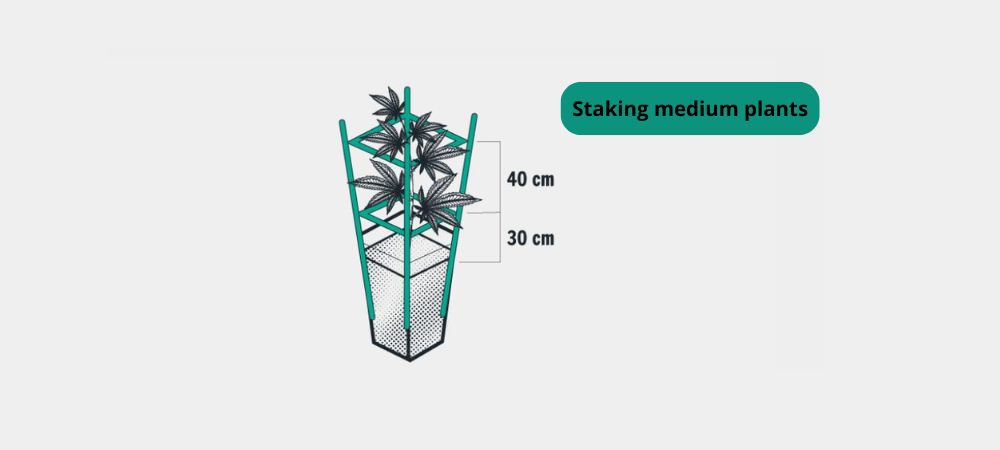 staking plants