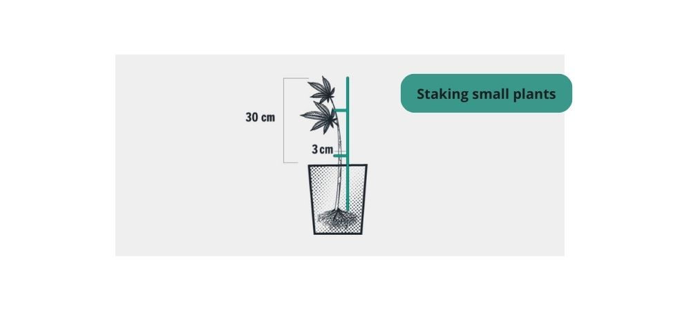 stake small plant