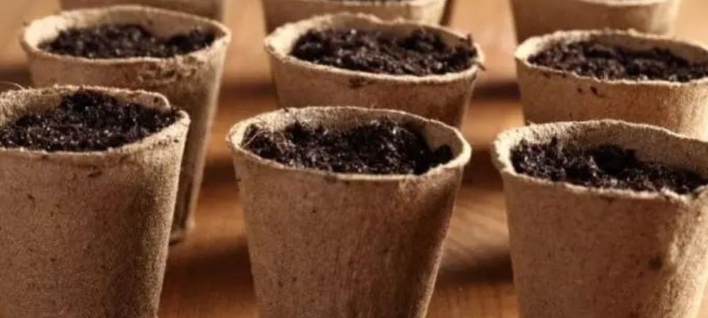 growing marijuana in pots