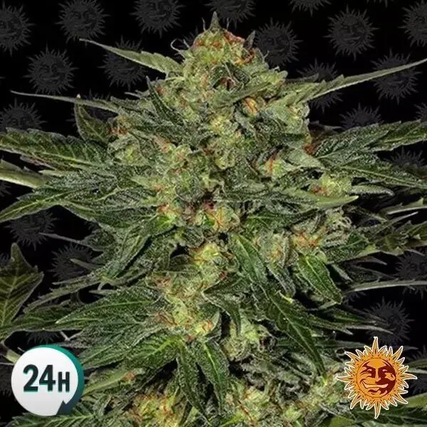 lsd lsd