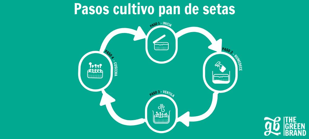 Infografía de GB The Green Brand con los pasos del cultivo de un pan de setas: iniciar, humedecer, ventilar y cosechar, presentada de forma visual y sencilla