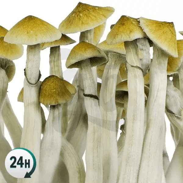 b+ mushroom