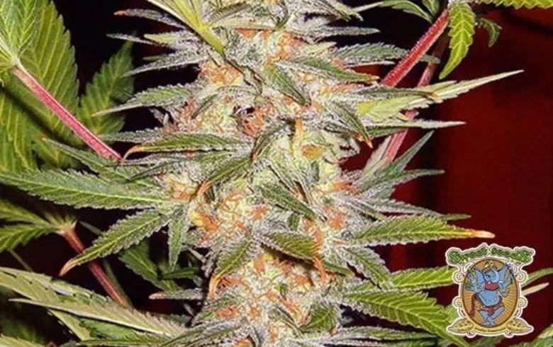 Noticias Cannábicas