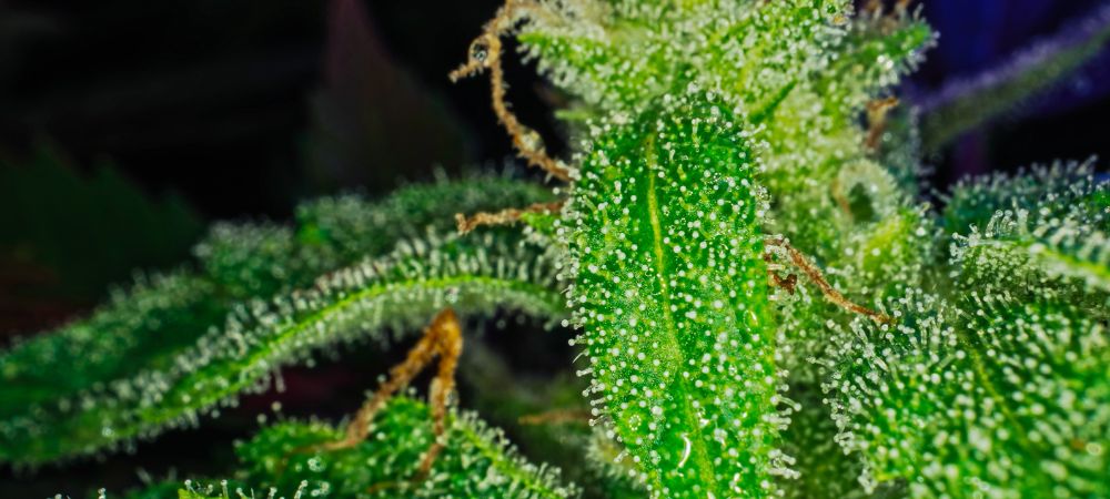 sugars in cannabis plants
