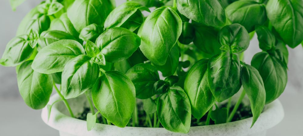 ¿Qué es el cariofileno? B-cariofileno albahaca