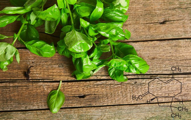 Noticias Cannábicas