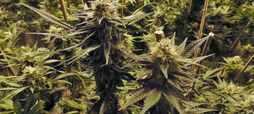 Bajar humedad del cuarto cultivo