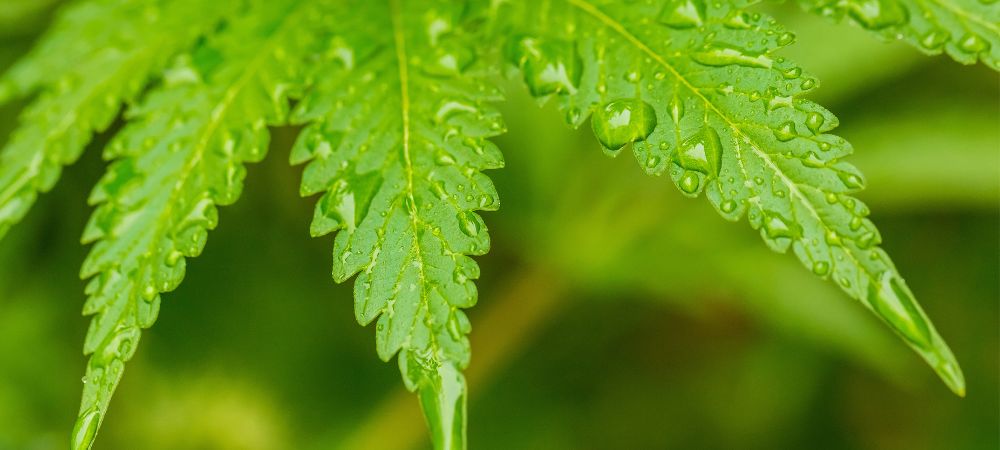 How to water marijuana plants