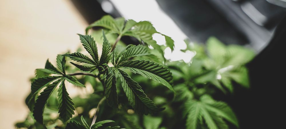 cultivar marihuana invierno