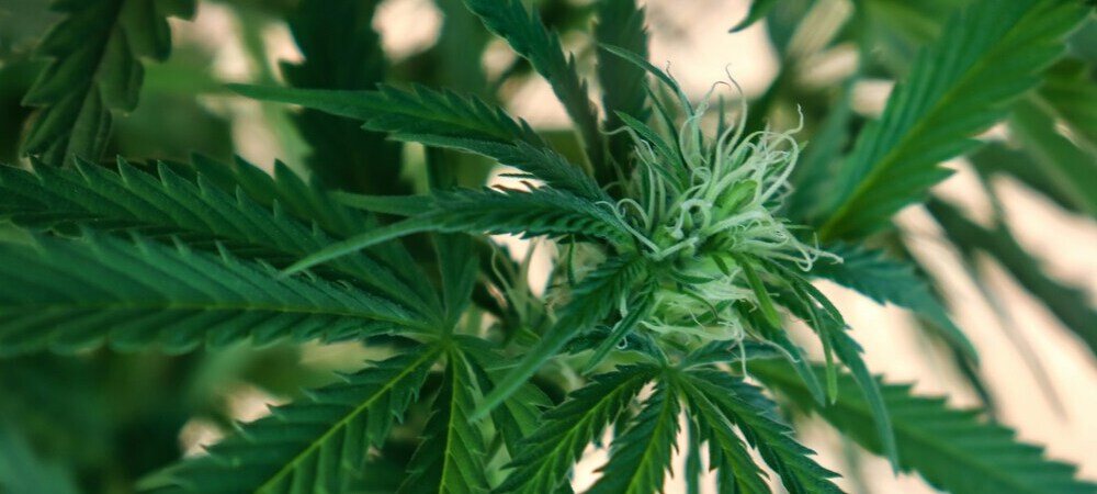 Cultivo de cannabis en el balcón