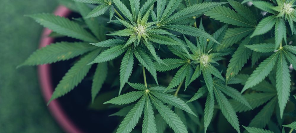 Winteranbau von Marihuanapflanzen