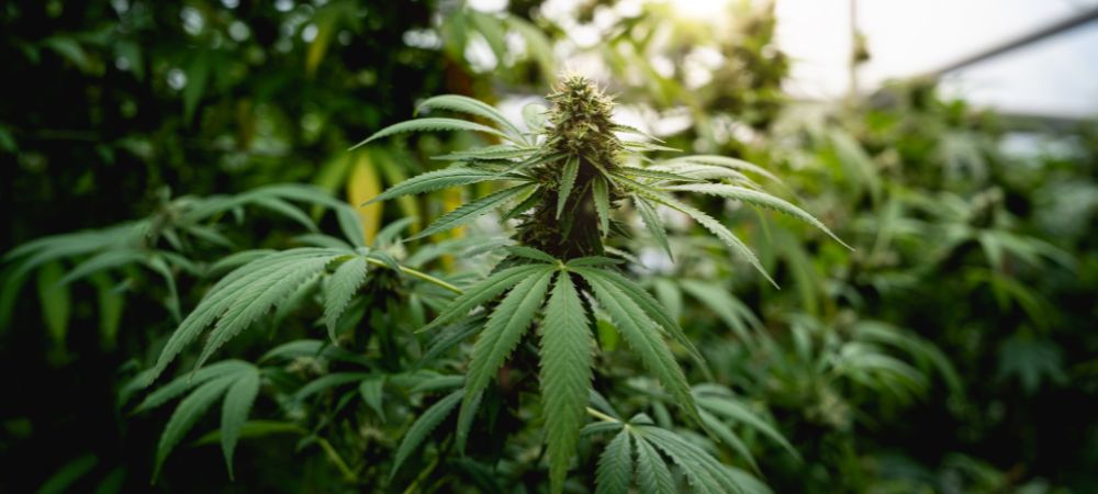 Winteranbau von Marihuanapflanzen