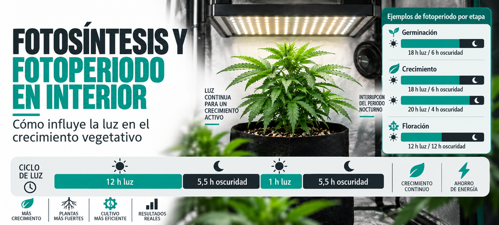 fotosíntesis y fotoperiodo en interior utilizando el método Reinhard