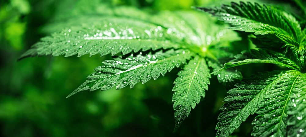 umidità piante di cannabis