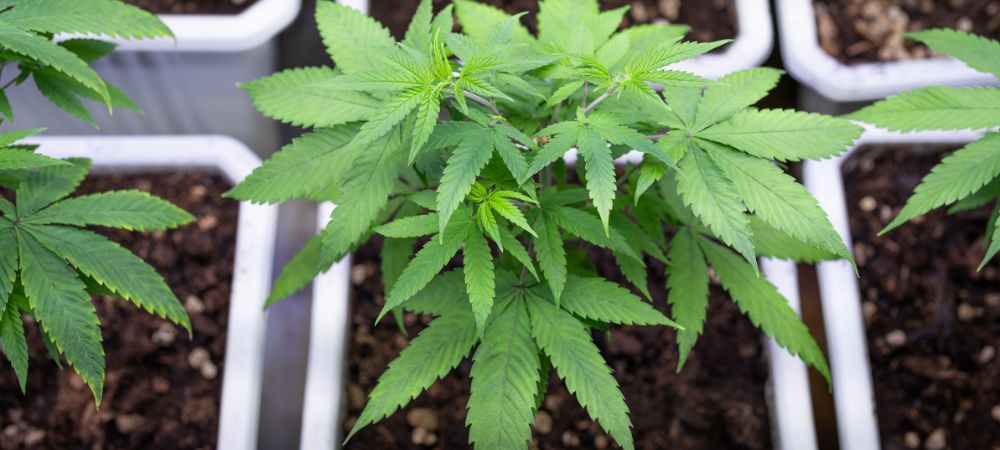 coltivazione indoor durante l'estate