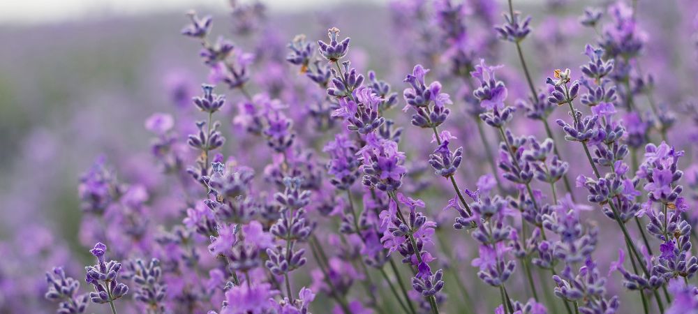 terpenes linalool