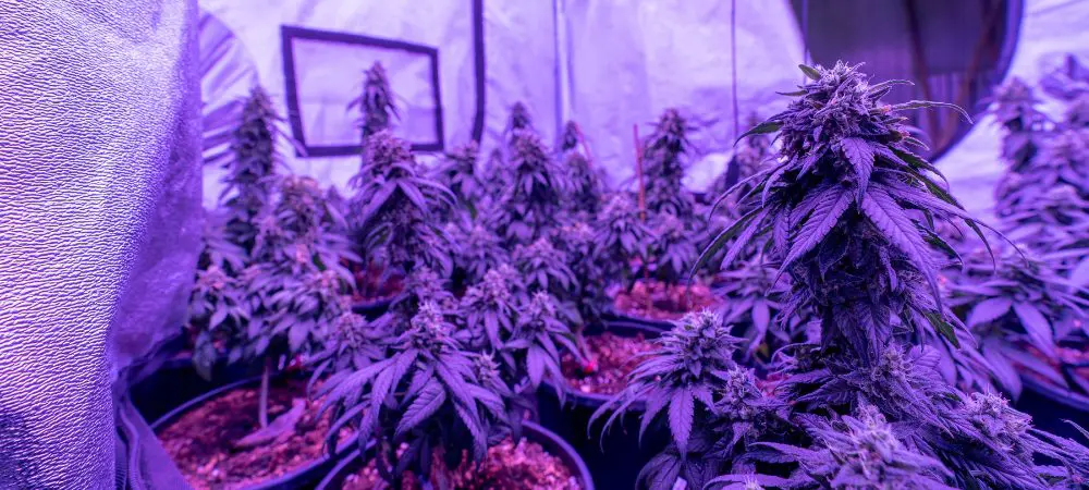 AK-47 strain: growing guide, effects, and key facts