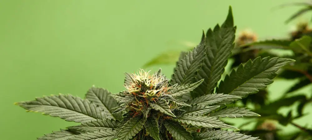 AK-47 strain: growing guide, effects, and key facts