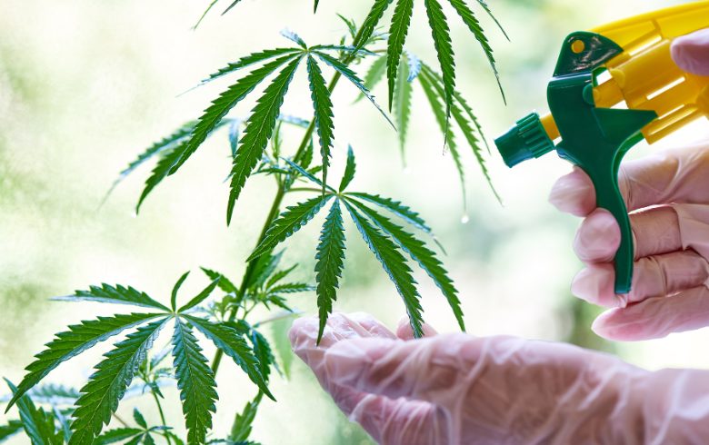Guías de cultivo Guías de cultivo