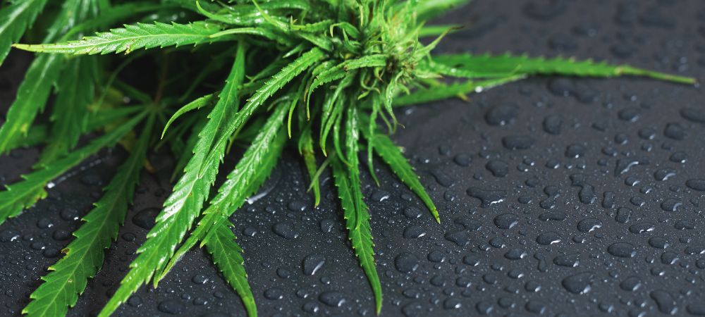 Regar las plantas de marihuana