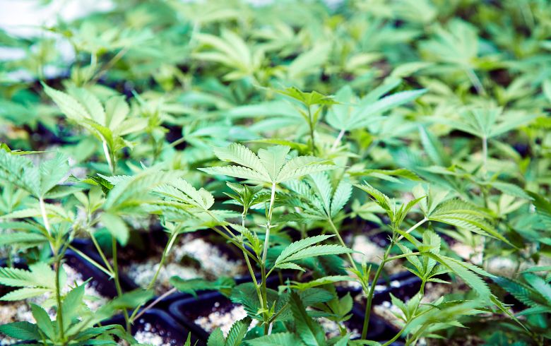 Come usare le tabelle di fertilizzanti per la coltivazione di marijuana