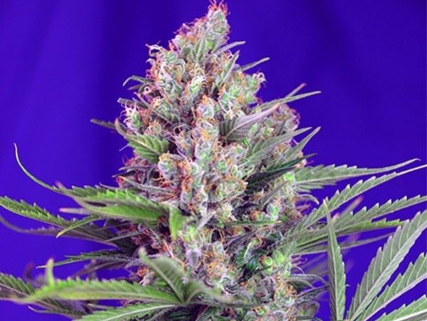 Cream Mandarine F1 Fasta Version SWS Cream Mandarine Auto® (SWS29)