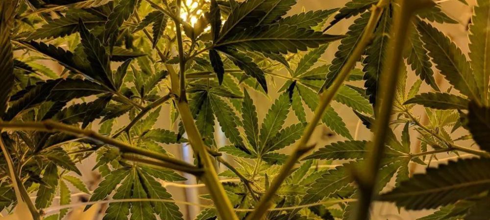 Déficit de pression de vapeur
